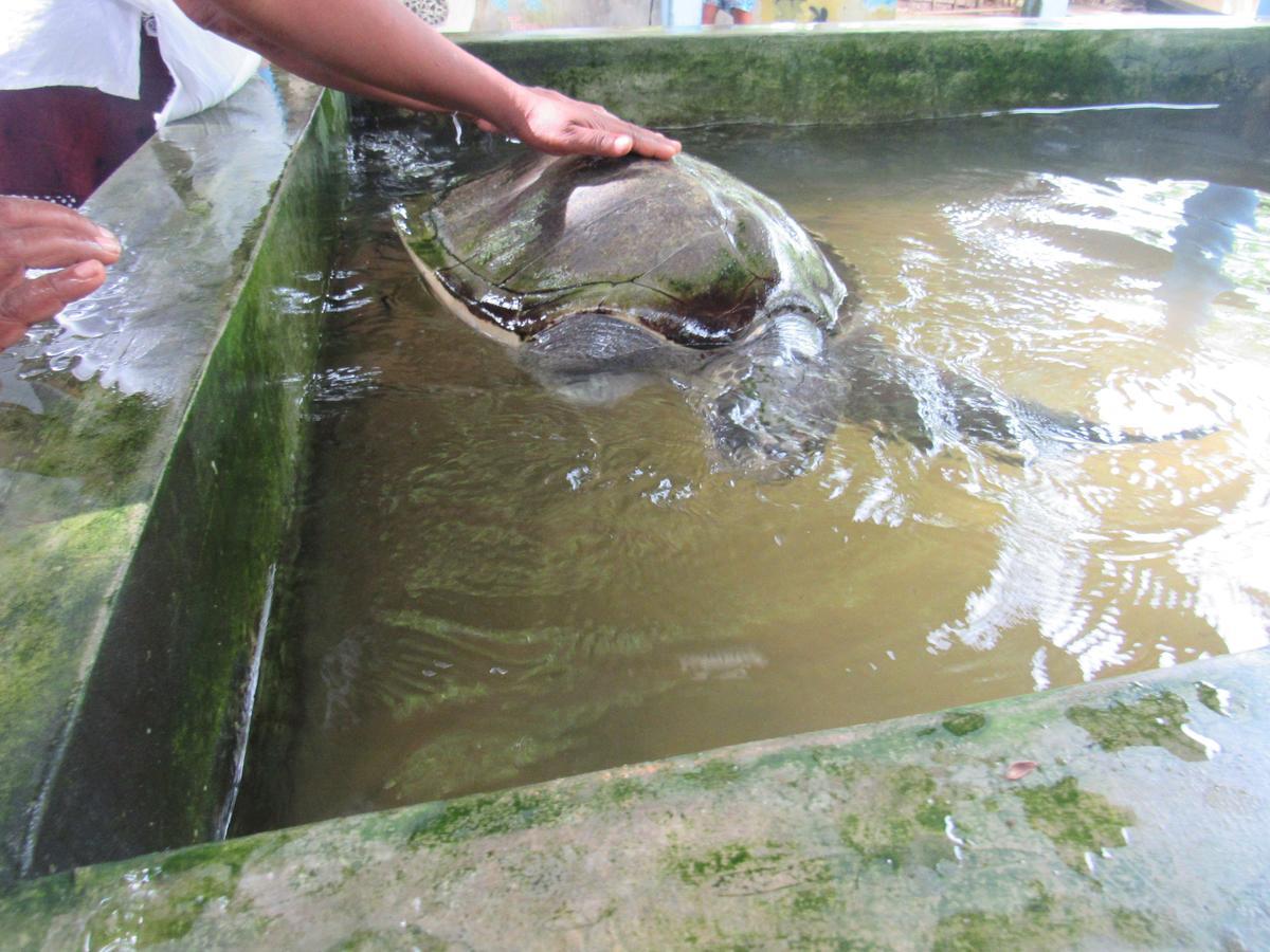 Leatherback Beach Villa Ahungalla Esterno foto