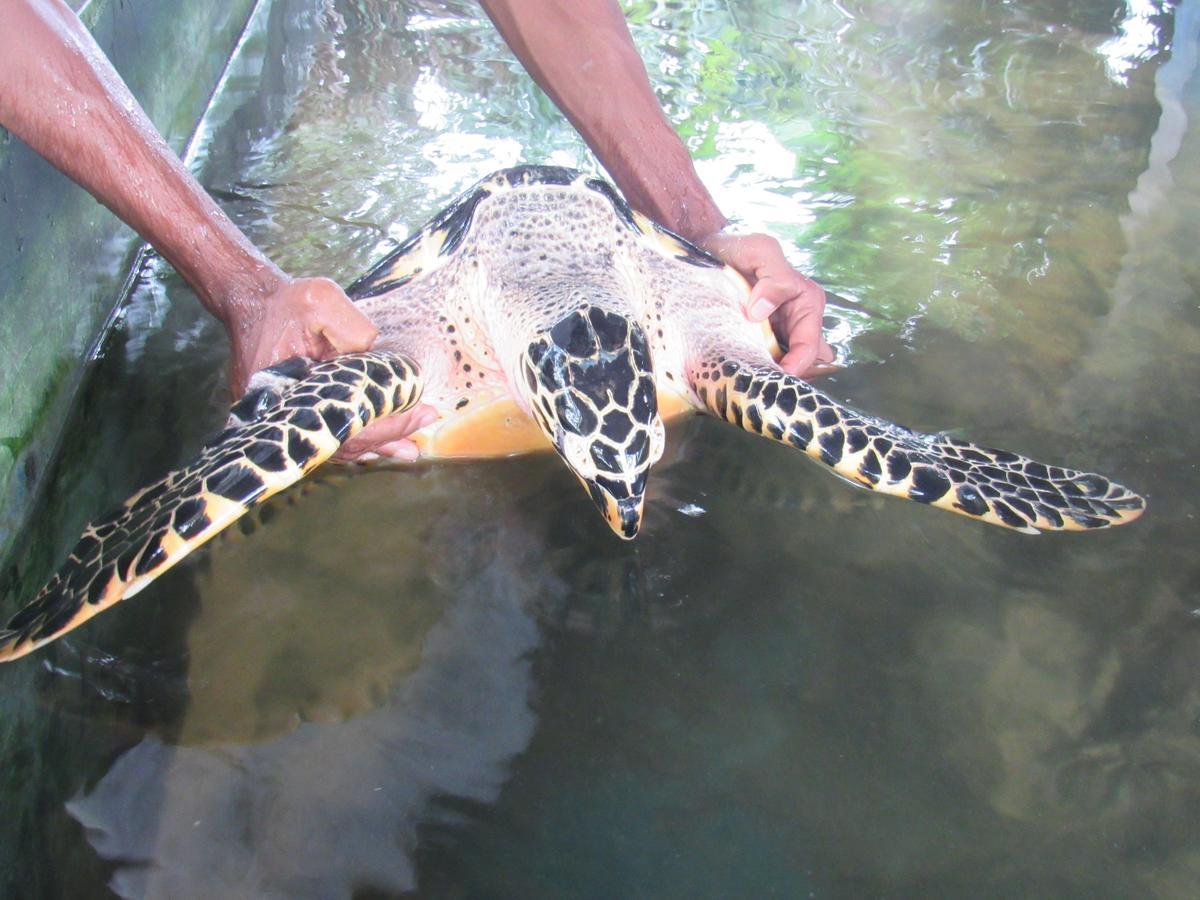 Leatherback Beach Villa Ahungalla Esterno foto
