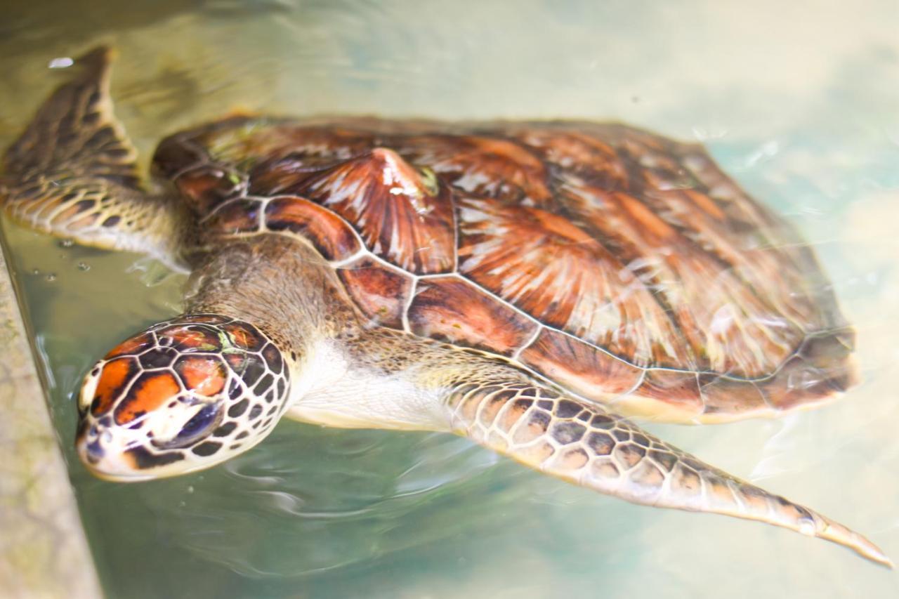 Leatherback Beach Villa Ahungalla Esterno foto