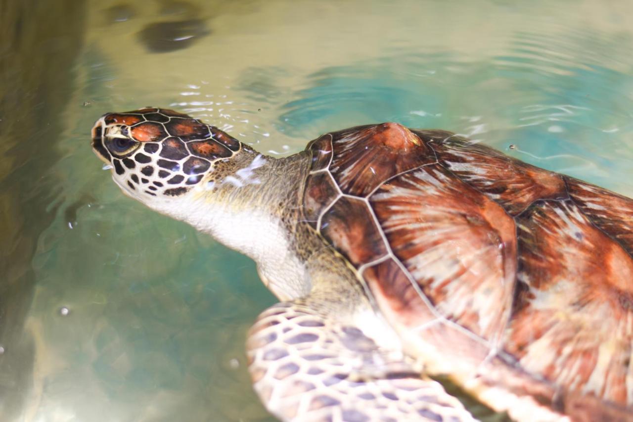Leatherback Beach Villa Ahungalla Esterno foto